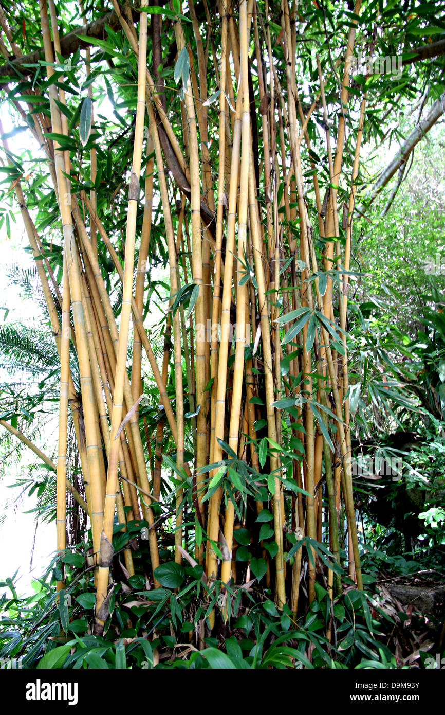 The Bamboo in the garden. Stock Photo