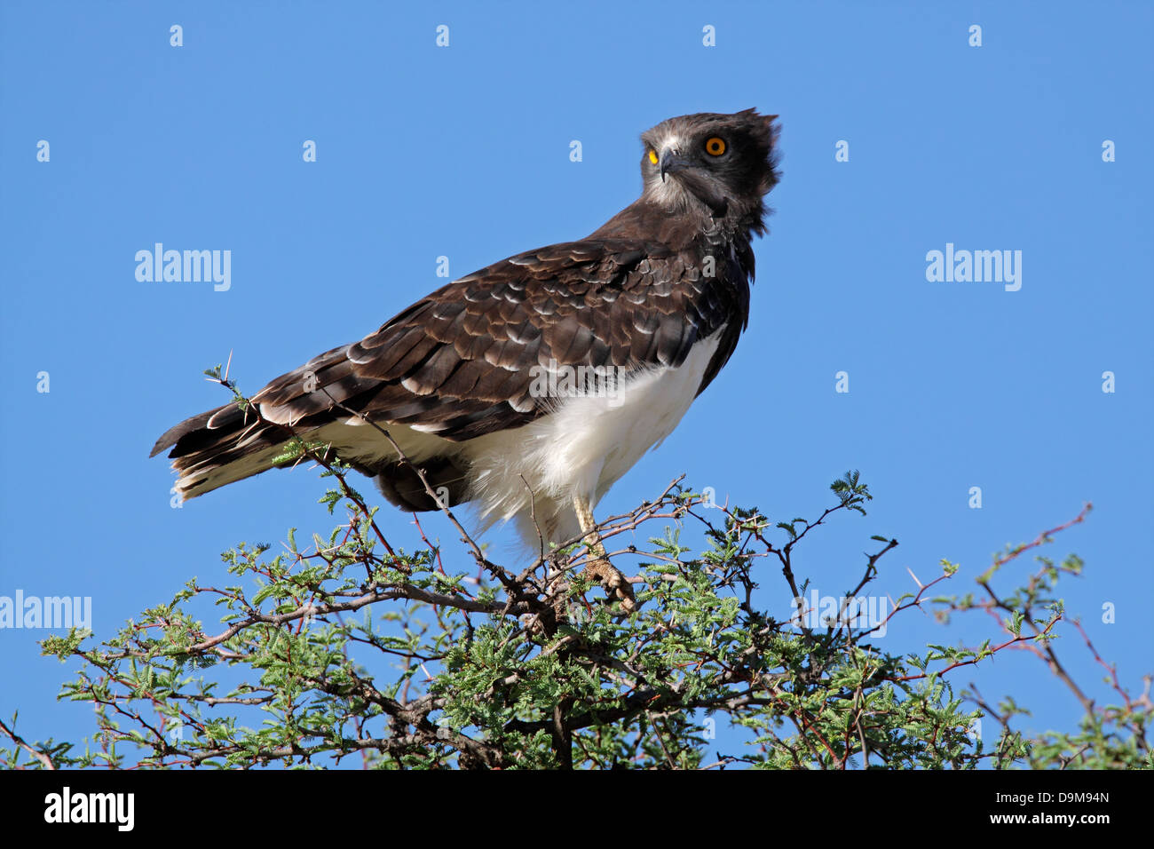 African black eagle hires stock photography and images Alamy
