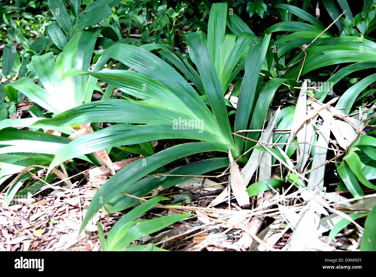 The Green leaves in the garden Stock Photo - Alamy