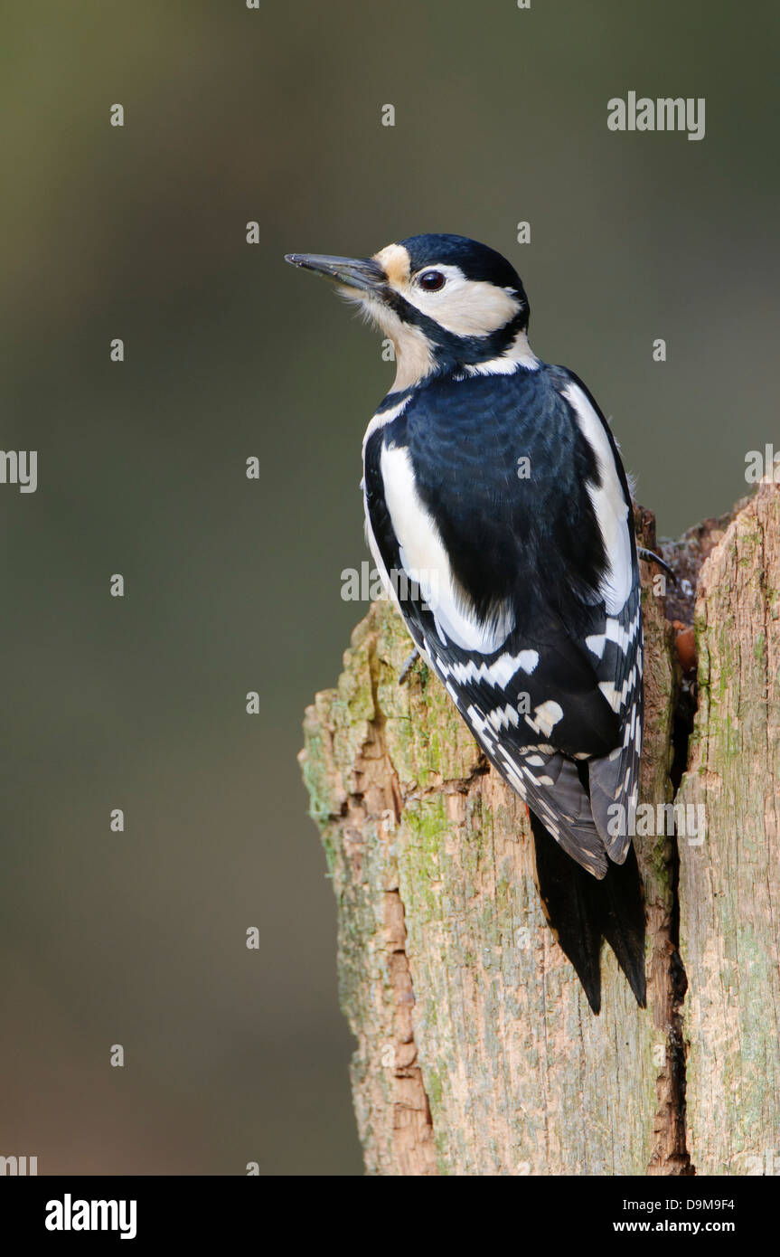 Buntspecht, Greater Spotted Woodpecker, Dendrocopos major Stock Photo
