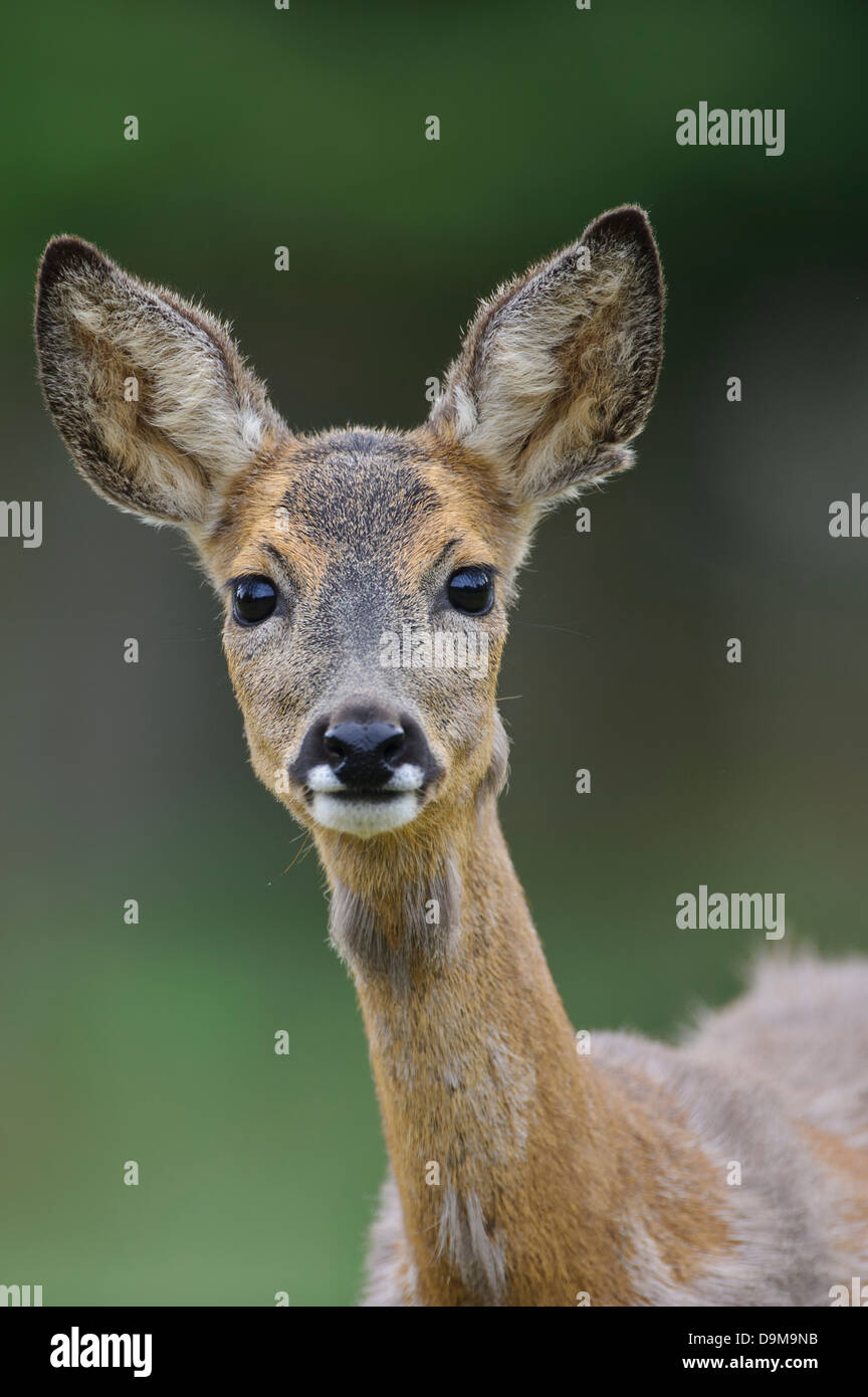 Capreolus capreolus, Reh, Rehwild, Roe Deer Stock Photo - Alamy