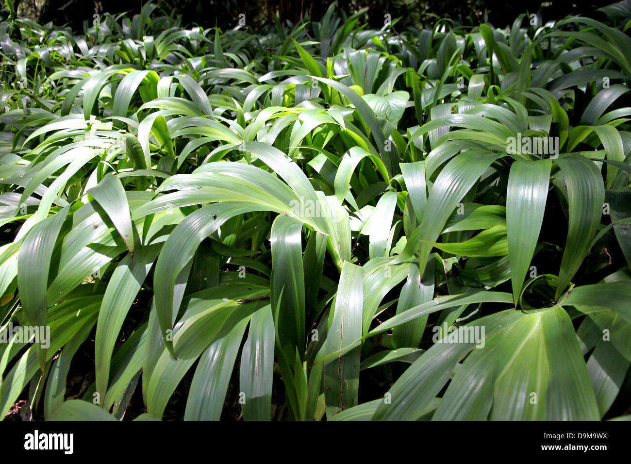 Green leaves as ground cover hi-res stock photography and images - Alamy