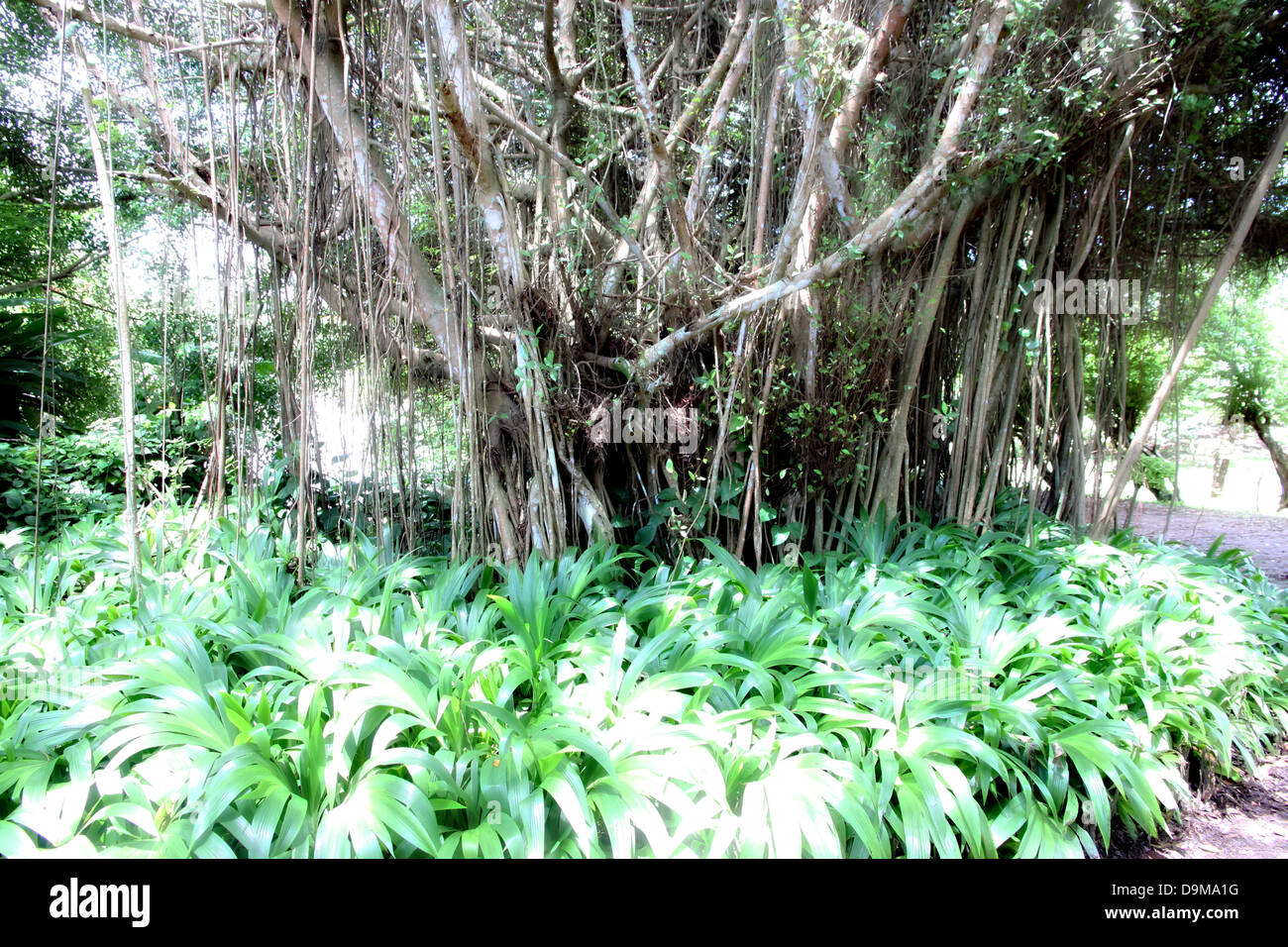 The Trees and green leaves bestead forest edge Stock Photo Alamy