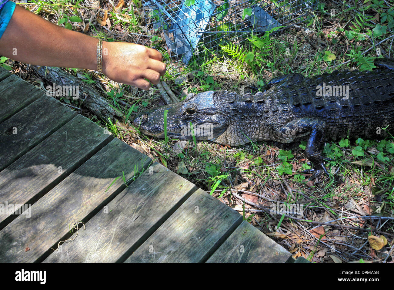 Small Bay Alligator held in hand by Native Tour Guide in Everglades National Park;Florida;USA Stock Photo