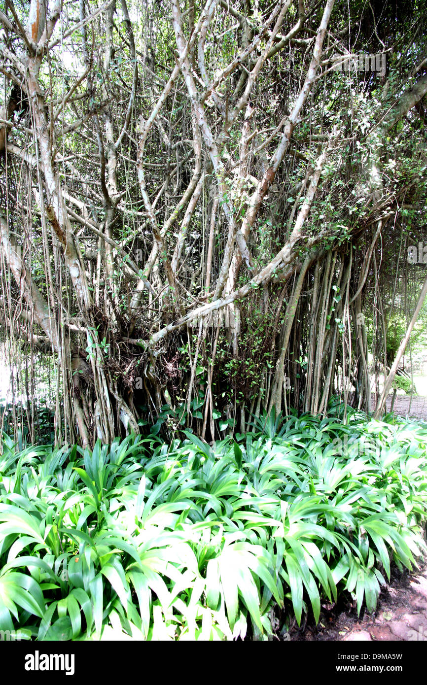 Trees green leaves hi-res stock photography and images - Alamy
