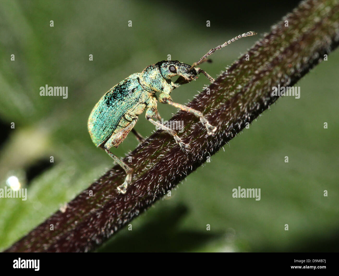 Close-up macro image of  the small  Silver-green leaf Weevil (Phyllobius argentatus) posing on a nettle stem Stock Photo