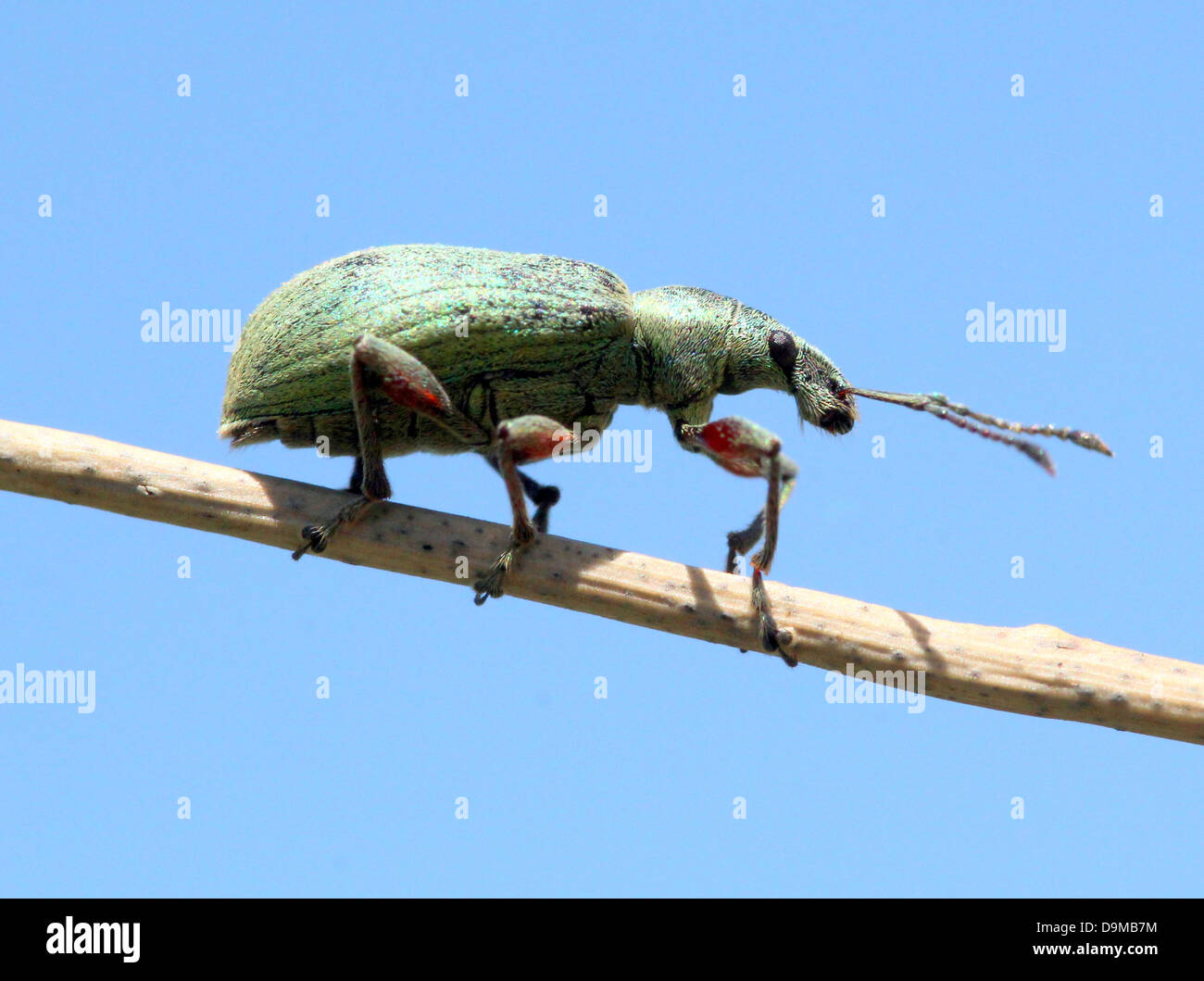 Close-up macro image of  a   Silver-green leaf Weevil (Phyllobius argentatus) posing in profile on a  reed (15 images in series) Stock Photo