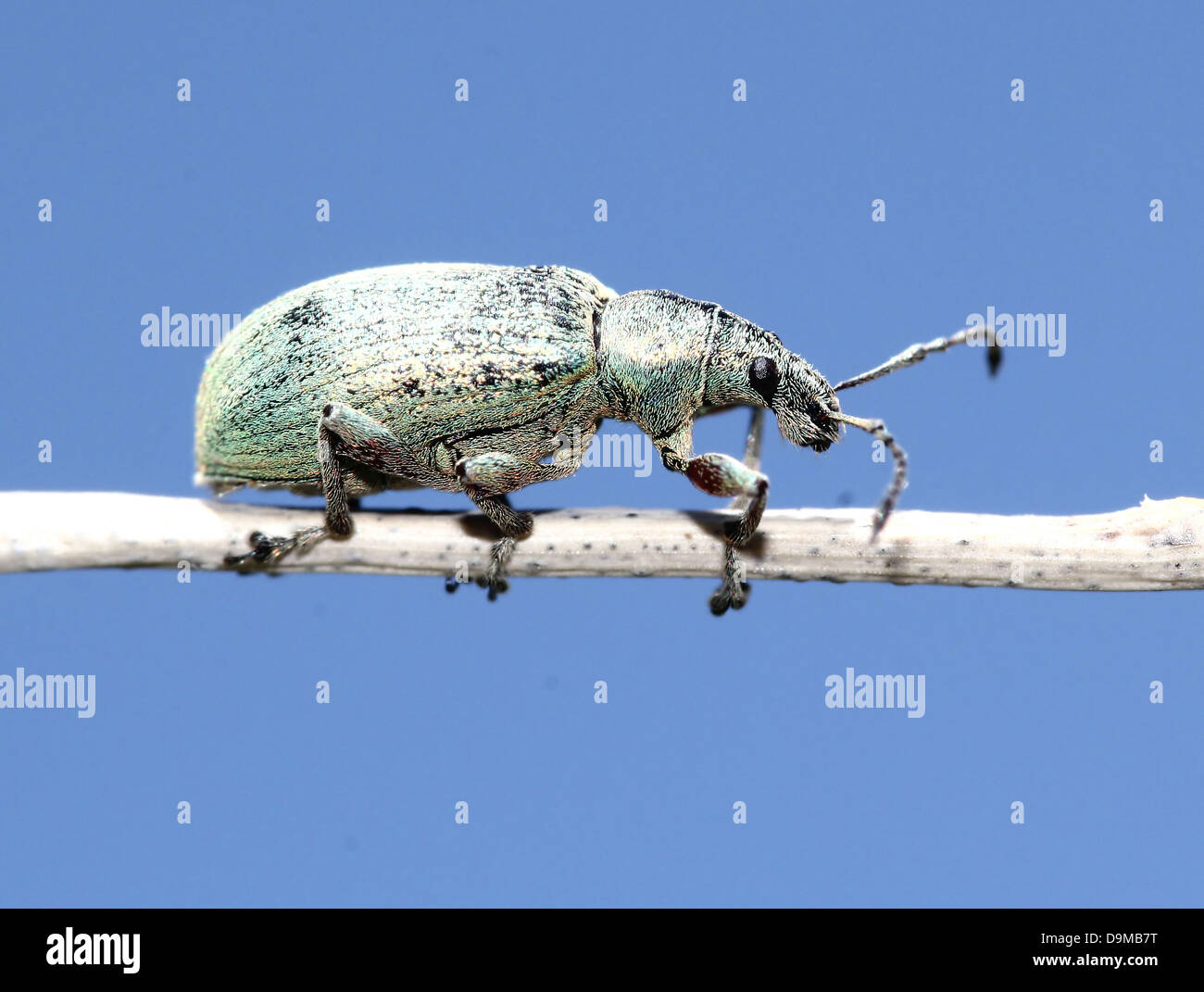 Close-up macro image of  a   Silver-green leaf Weevil (Phyllobius argentatus) posing in profile on a  reed (15 images in series) Stock Photo