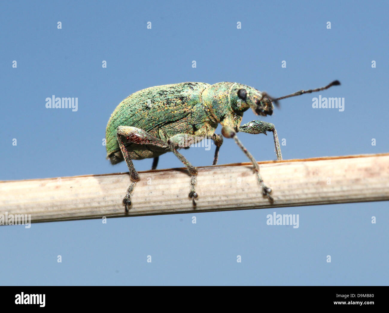 Close-up macro image of  a   Silver-green leaf Weevil (Phyllobius argentatus) posing in profile on a  reed (15 images in series) Stock Photo