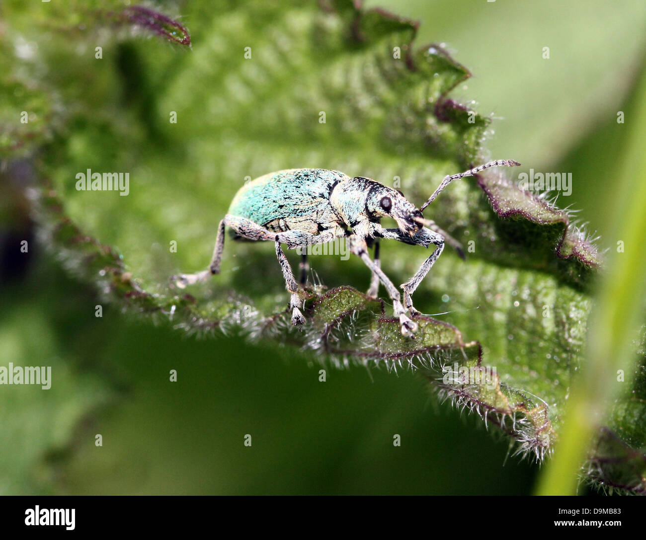 Close-up macro image of  the small  Silver-green leaf Weevil (Phyllobius argentatus) posing on a leaf Stock Photo