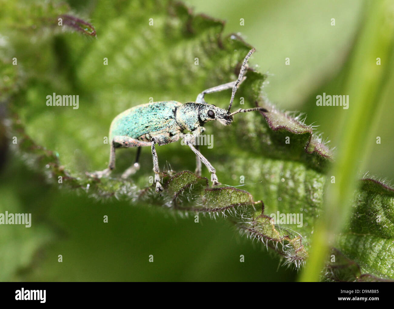Close-up macro image of  the small  Silver-green leaf Weevil (Phyllobius argentatus) posing on a leaf Stock Photo