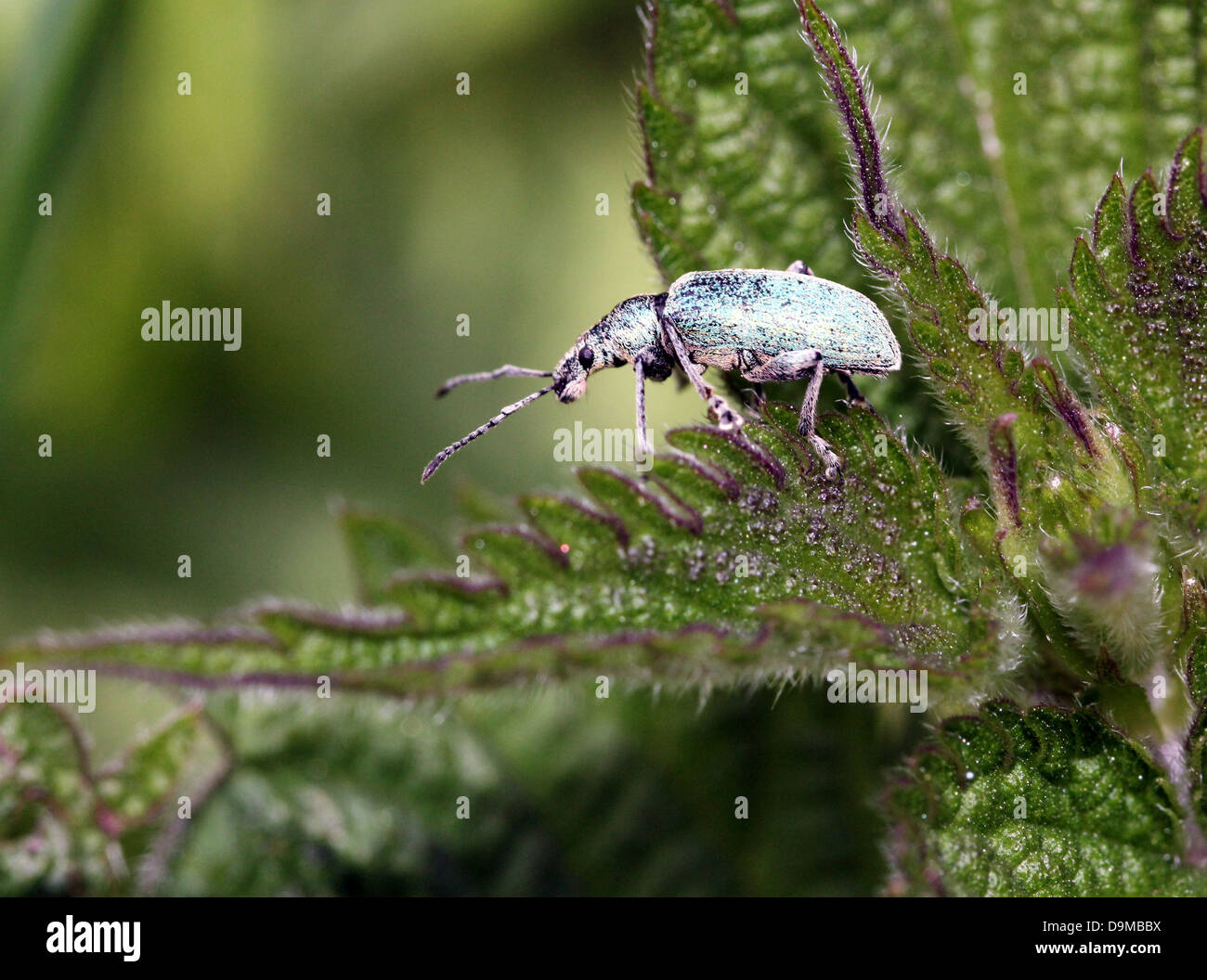 Close-up macro image of  the small  Silver-green leaf Weevil (Phyllobius argentatus) posing on a leaf Stock Photo