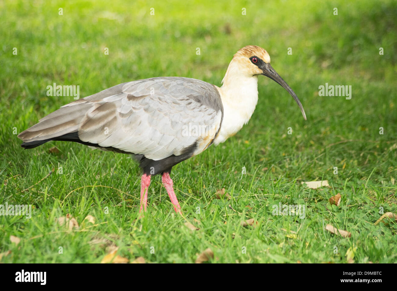 black faced ibis Theristicus melanopis standing on a grassy field Stock Photo