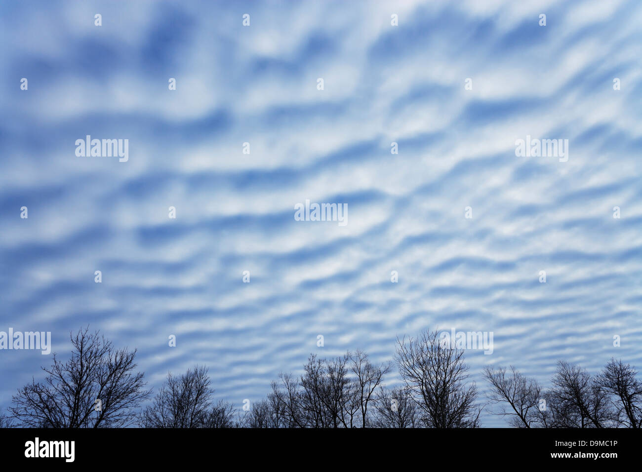 Winter clouds and barren trees at dawn. Stock Photo