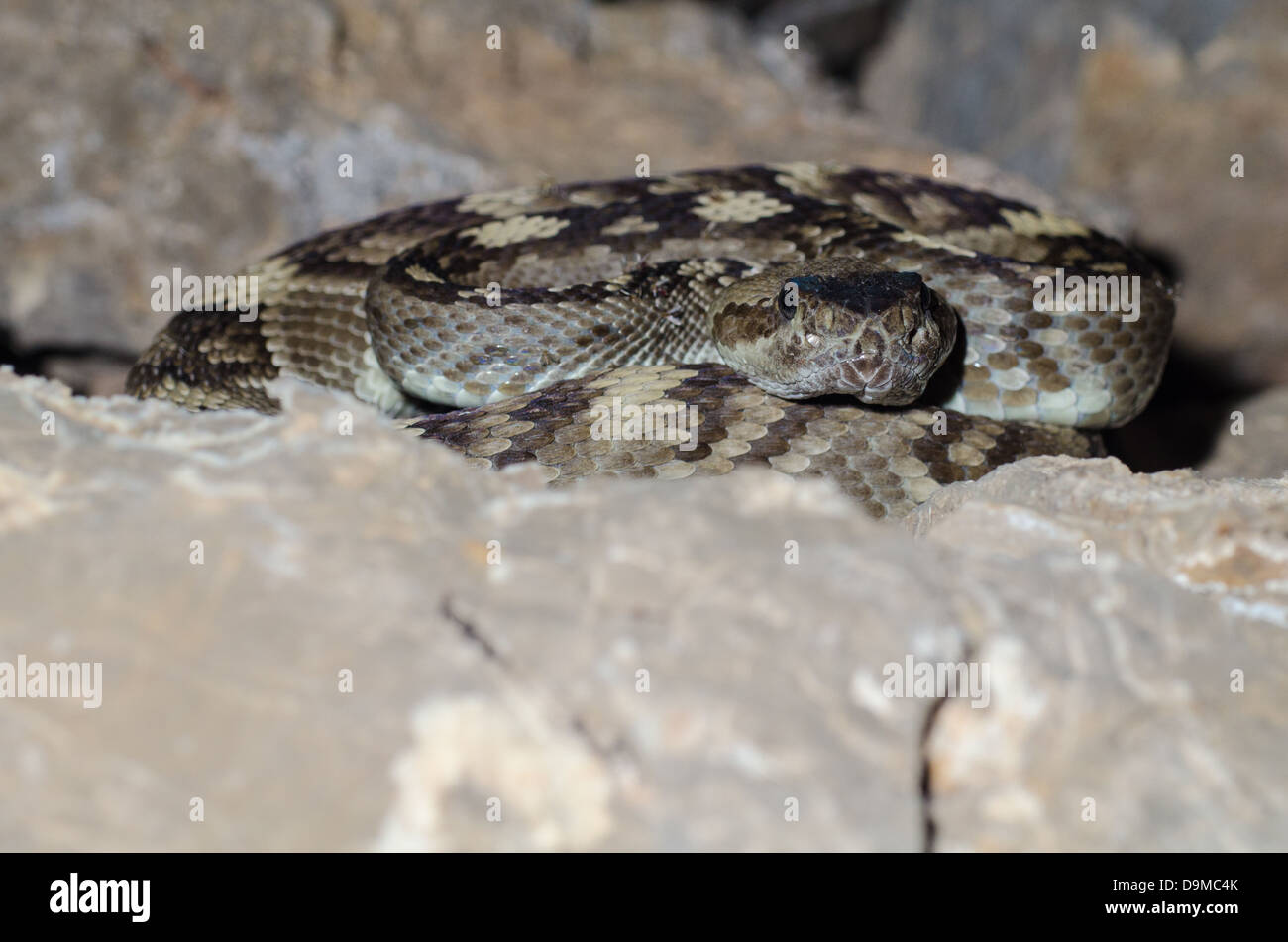 Blacktailed Rattlesnake, (Crotalus ornatus), Manzano Mountains