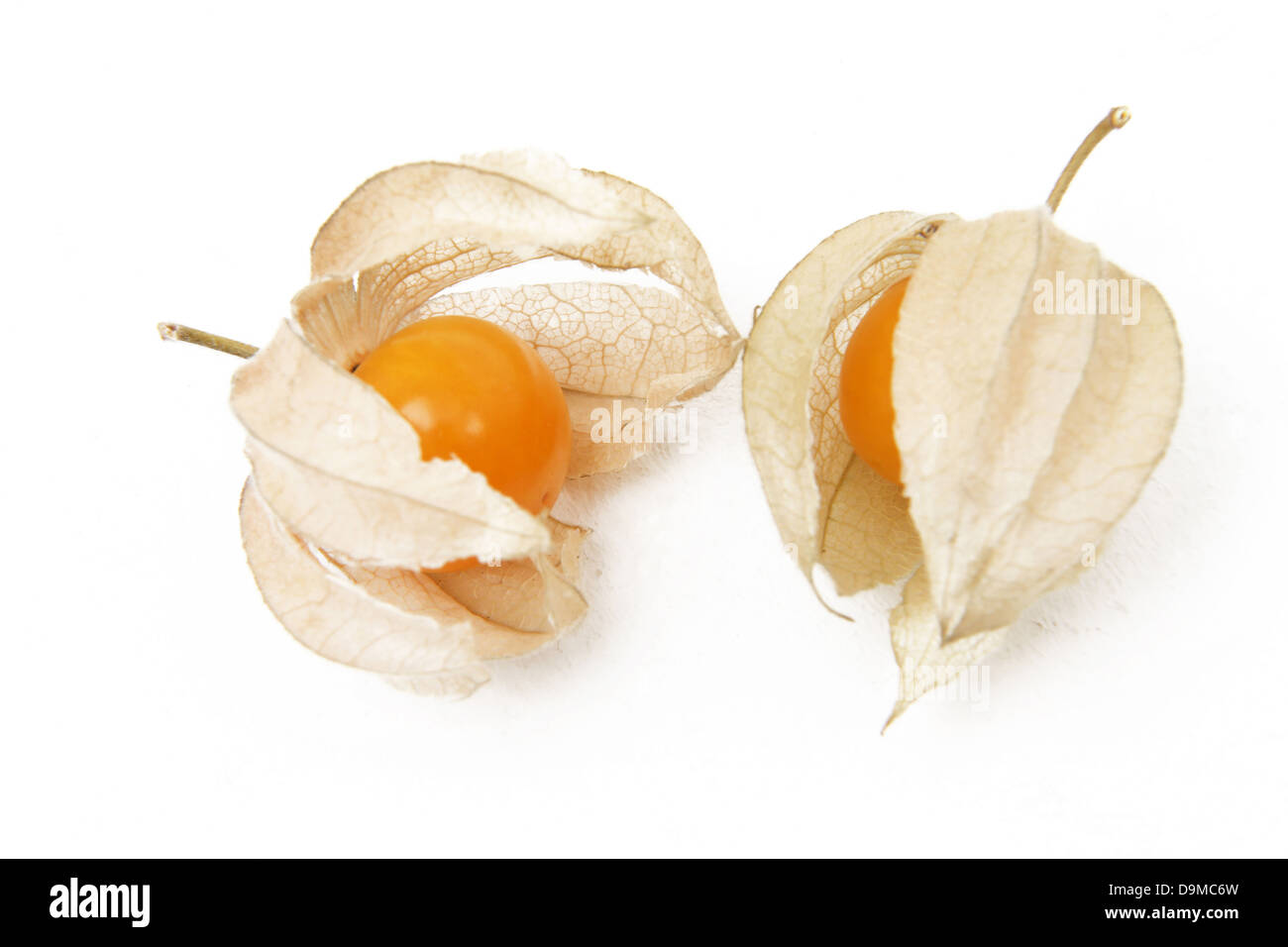 Ripe Cape Gooseberries (Physalis Peruviana) In Calyx From The Nightshade Family Stock Photo
