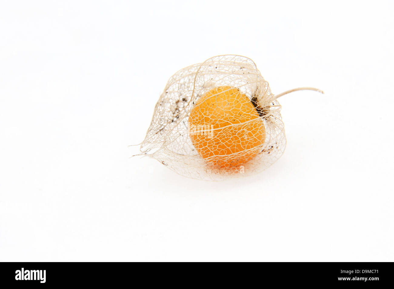 A Ripe Cape Gooseberry (Physalis Peruviana) In Calyx From The Nightshade Family Stock Photo
