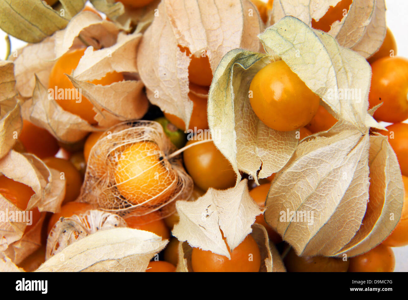 Ripe Cape Gooseberries (Physalis Peruviana) In Calyx From The Nightshade Family Stock Photo