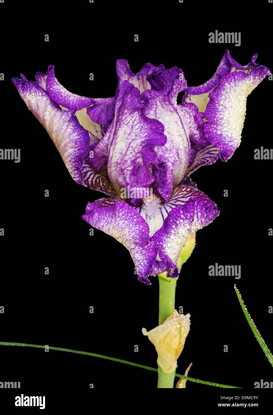 purple iris flower with water drops on black background Stock Photo
