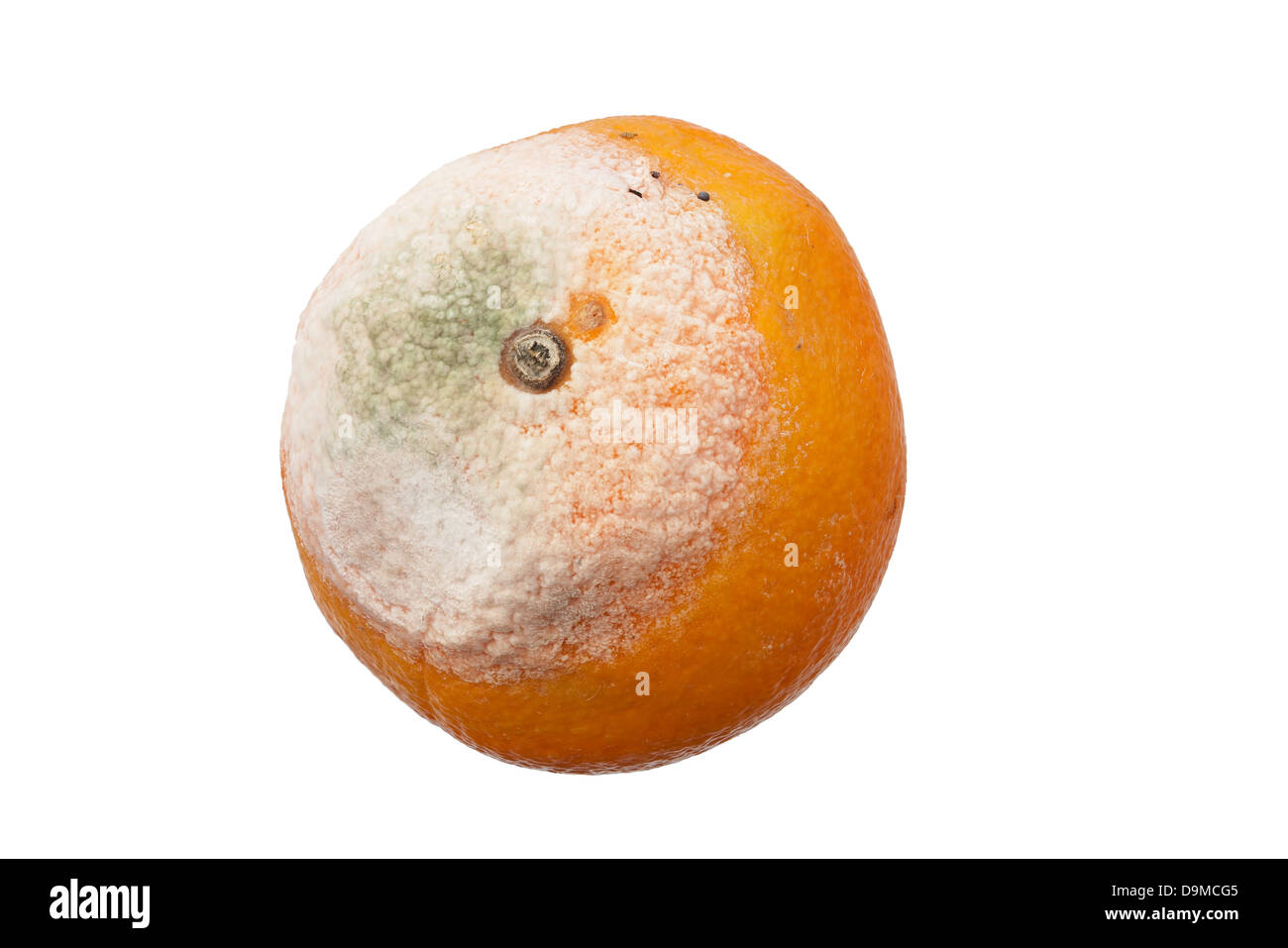 moldy orange fruit isolated on white background Stock Photo