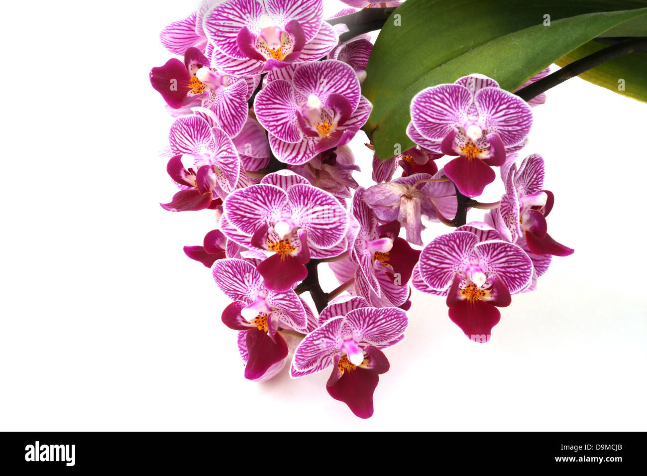 Doritaenopsis Sogo Vivien 'Sweet Heart' Orchid Stock Photo