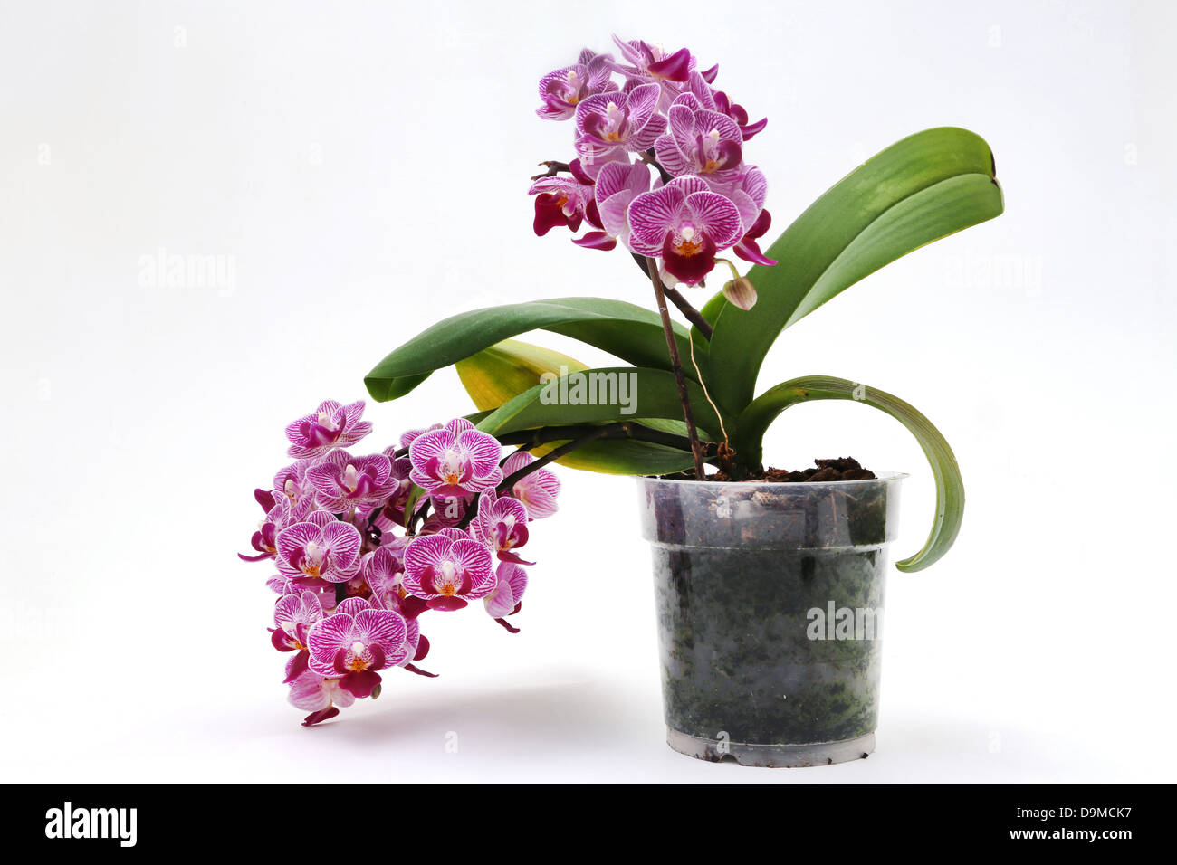 Doritaenopsis Sogo Vivien 'Sweet Heart' Orchid In Flower Pot Stock Photo