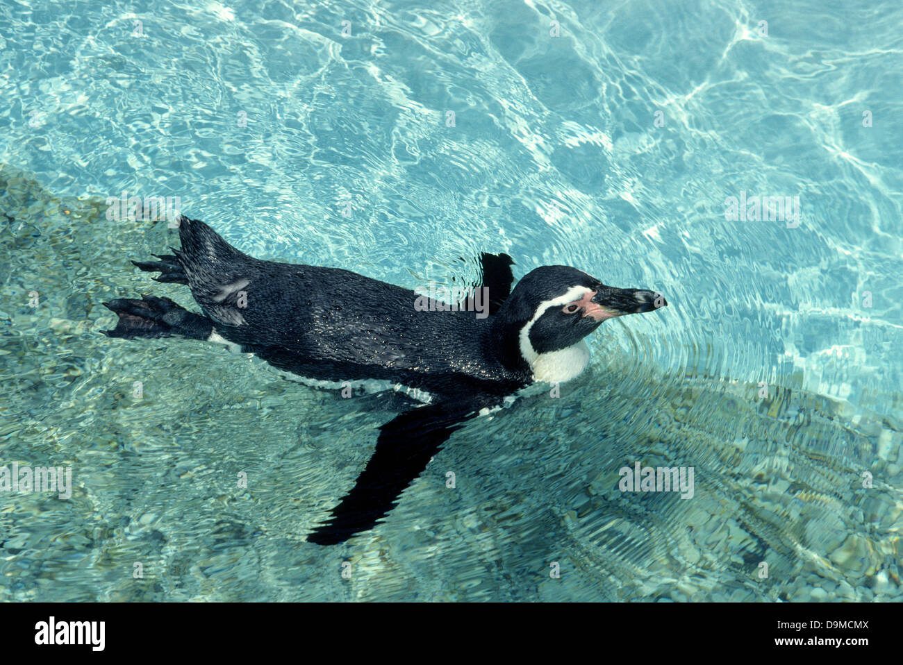 Magellanic Penguins are most often found in the seas around Argentina, Chile and the Falkland Islands, although this one is in an aquarium in the USA. Stock Photo