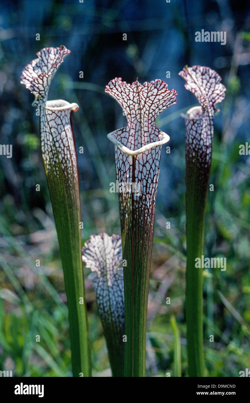The remarkable Pitcher plant is an attractive carnivorous plant that lures insects inside its tubular body where they are digested for nourishment. Stock Photo