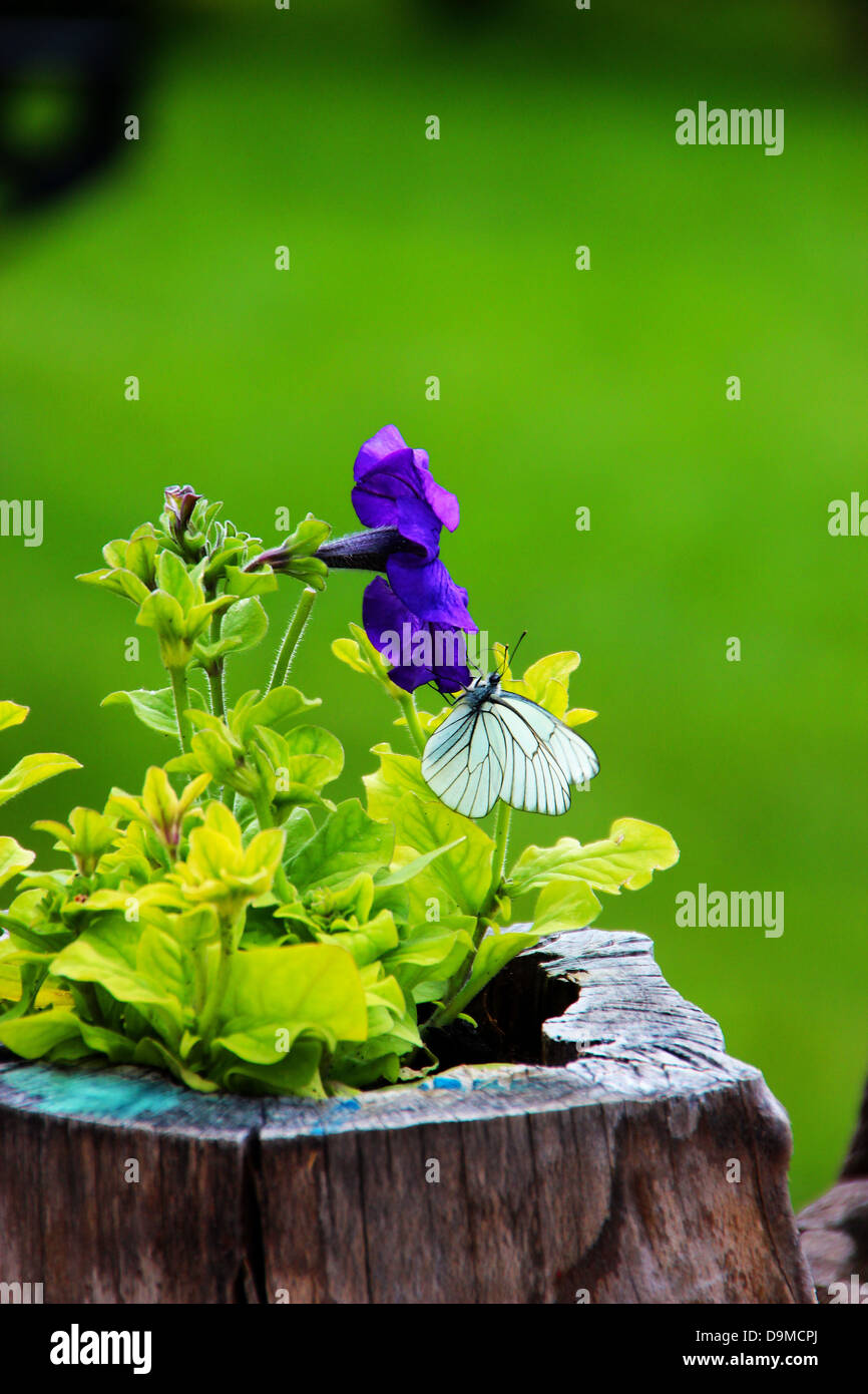 White field butterfly resting on an intense blue violet flower in a garden in Bulgaria Stock Photo