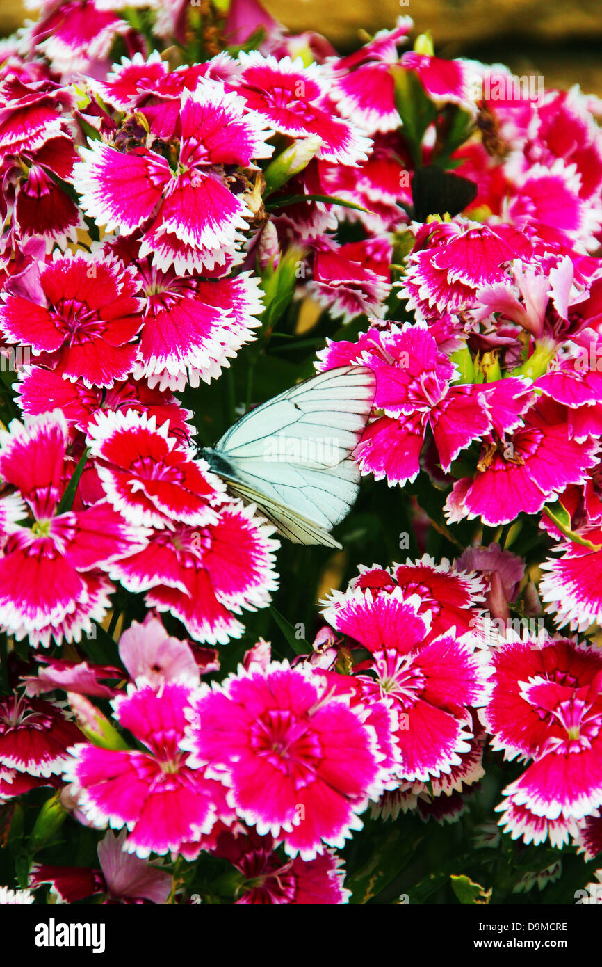 White field butterfly resting amongst a number of magenta carnation flowers in a garden in Bulgaria Stock Photo
