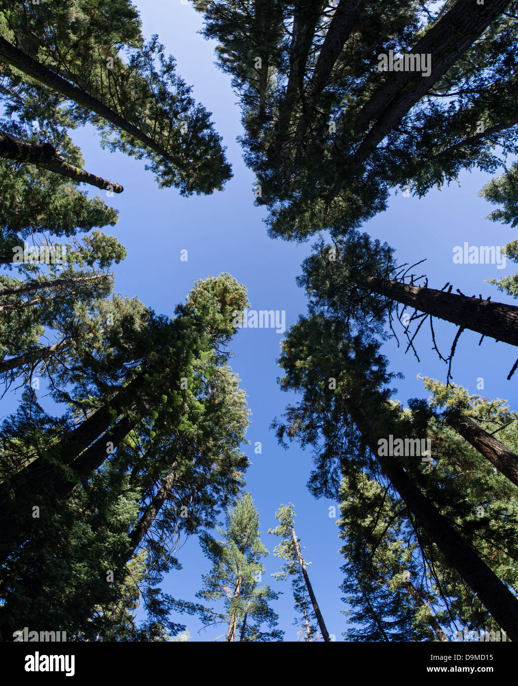 wide angle view up in an evergreen forest showing the perspective Stock Photo