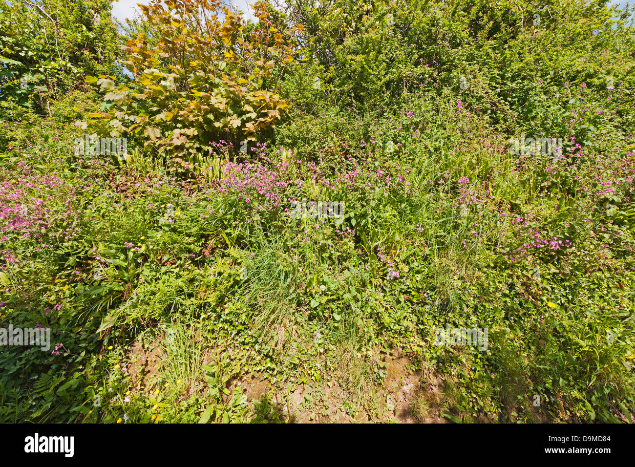 HEDGEROW, CORNWALL, ENGLAND Stock Photo