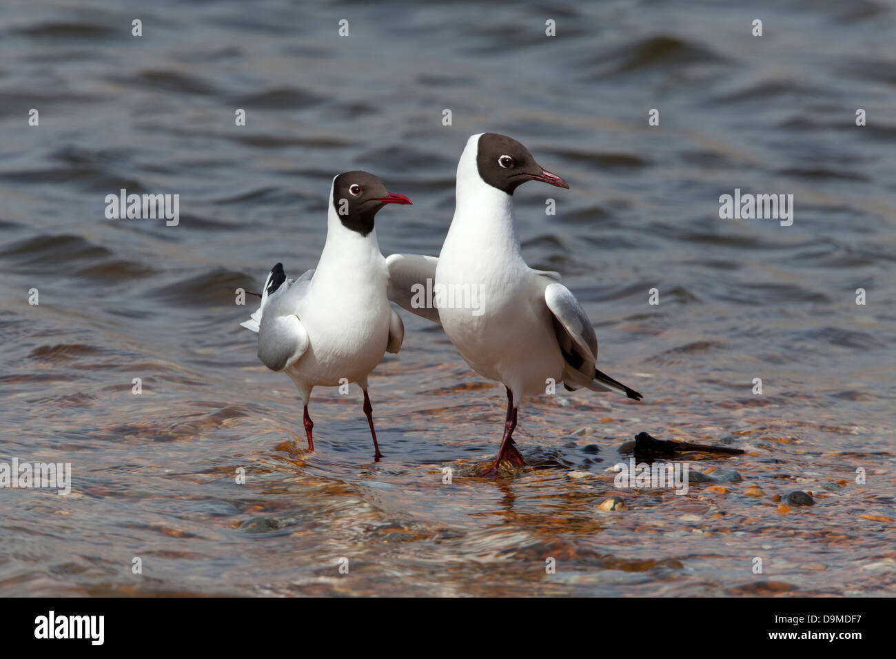 Black-headed Gull Larus ridibundus adult pair standing together in shallow water Stock Photo