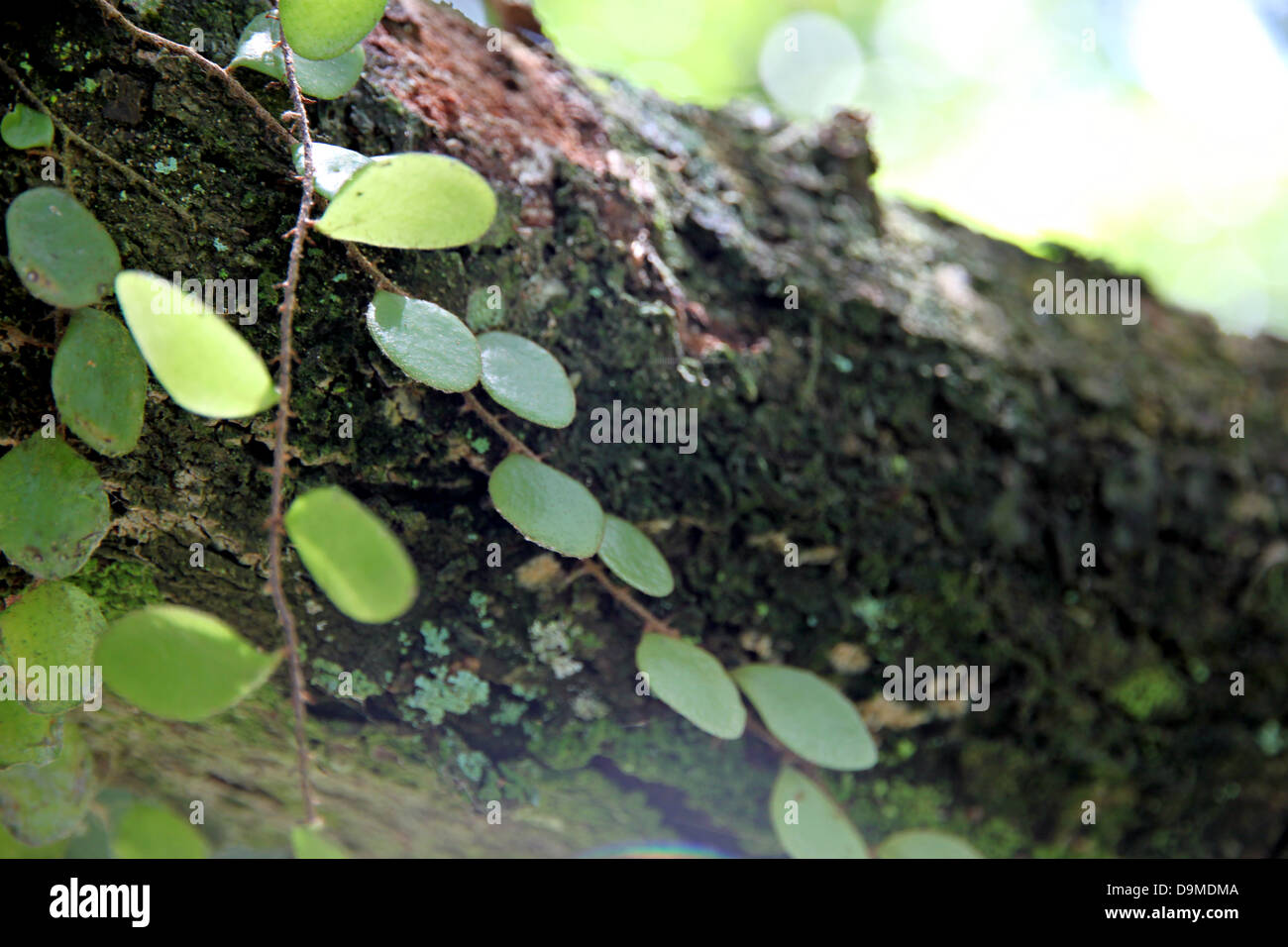 small Vine leaves growing on the branches of large tree. Stock Photo