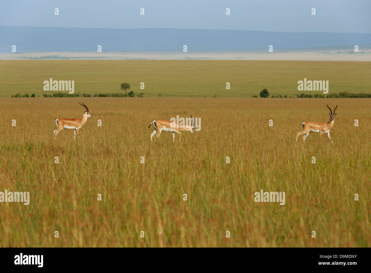 Savanna landscape hi-res stock photography and images - Alamy