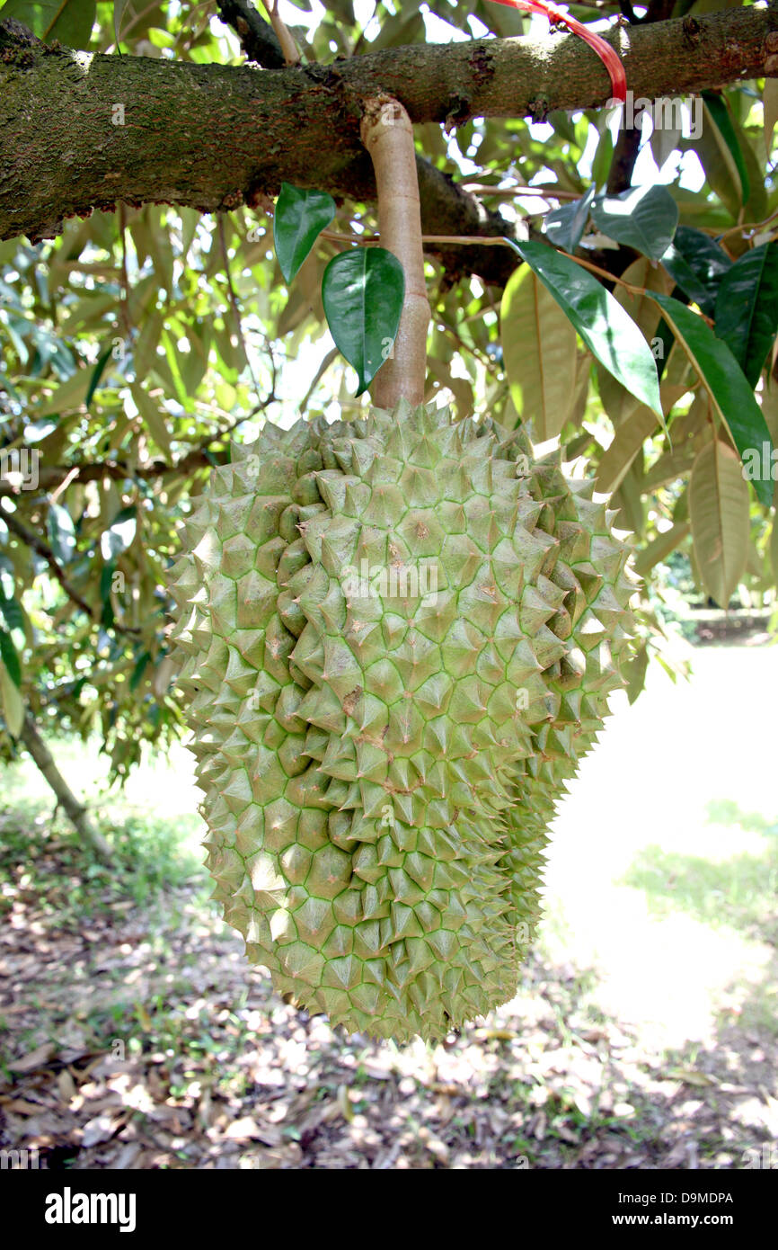 Durian from Thailand is Fruit with a strong smell. Stock Photo