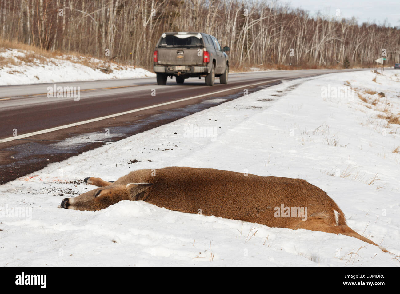 Dead deer killed by a vehicle on Highway 61 on the North Shore of Minnesota. Stock Photo