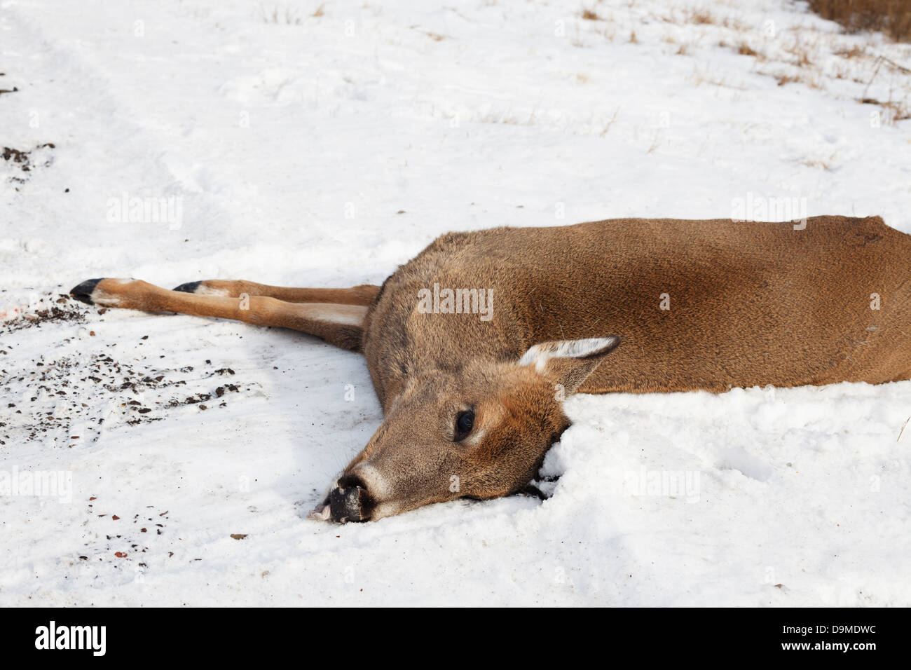 Dead deer killed by a vehicle on the side of Highway 61 in Northern Minnesota. Stock Photo