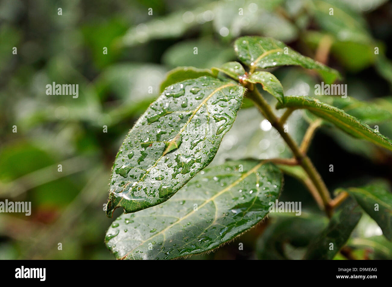 floor wet after rain Stock Photo Alamy