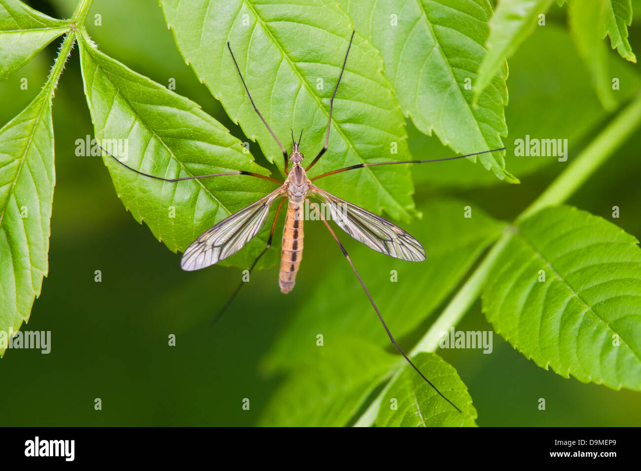 Crane-fly Tipula oleracea at adult rest on leaves Stock Photo