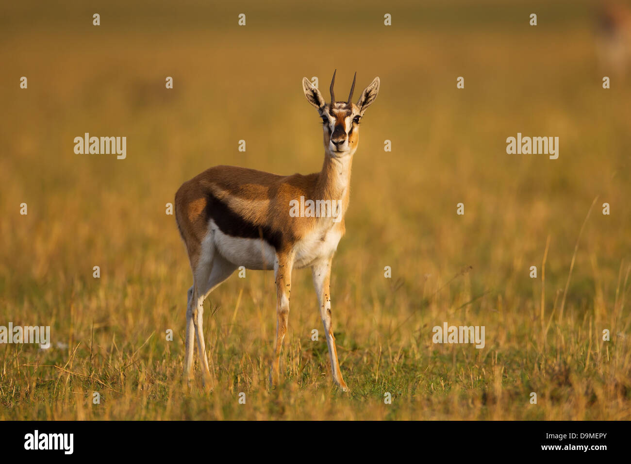 Thomson Gazelle High Resolution Stock Photography and Images - Alamy