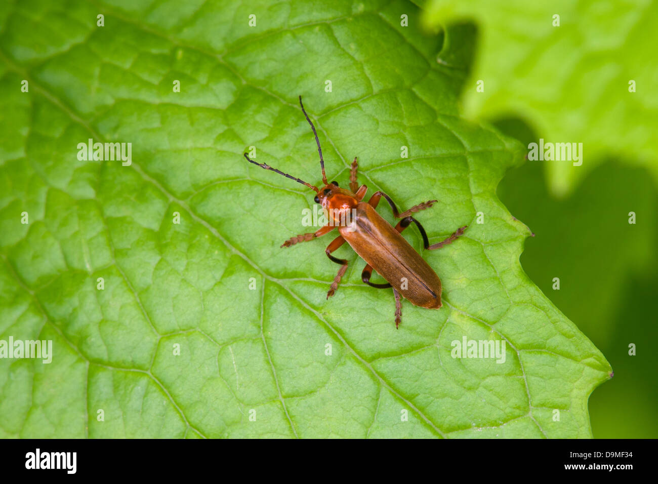 Soldier Beetle Cantharis livida adult beetle at rest on a leaf Stock Photo