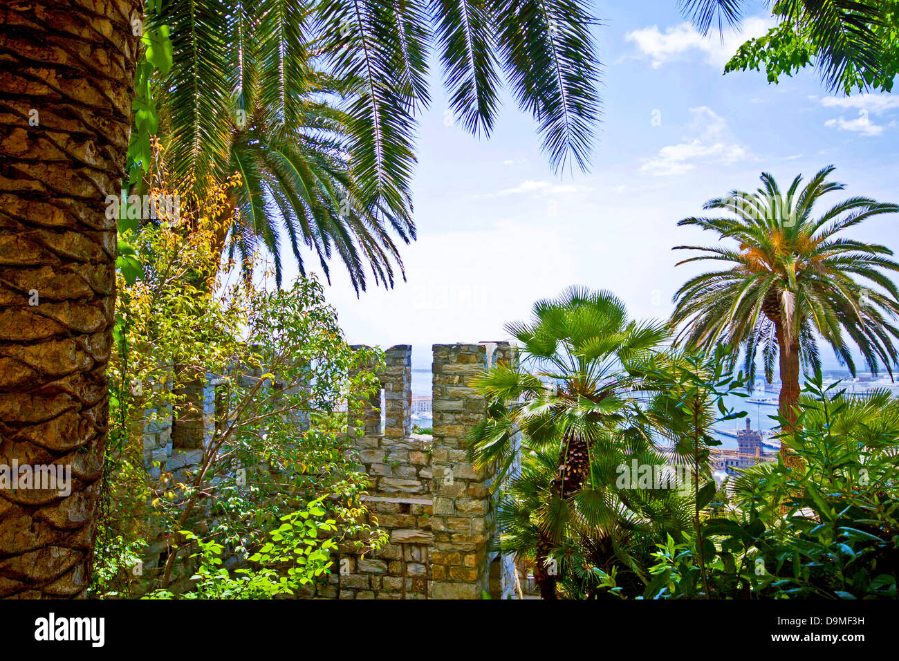 Lush mediterranean palm trees hi-res stock photography and images - Alamy