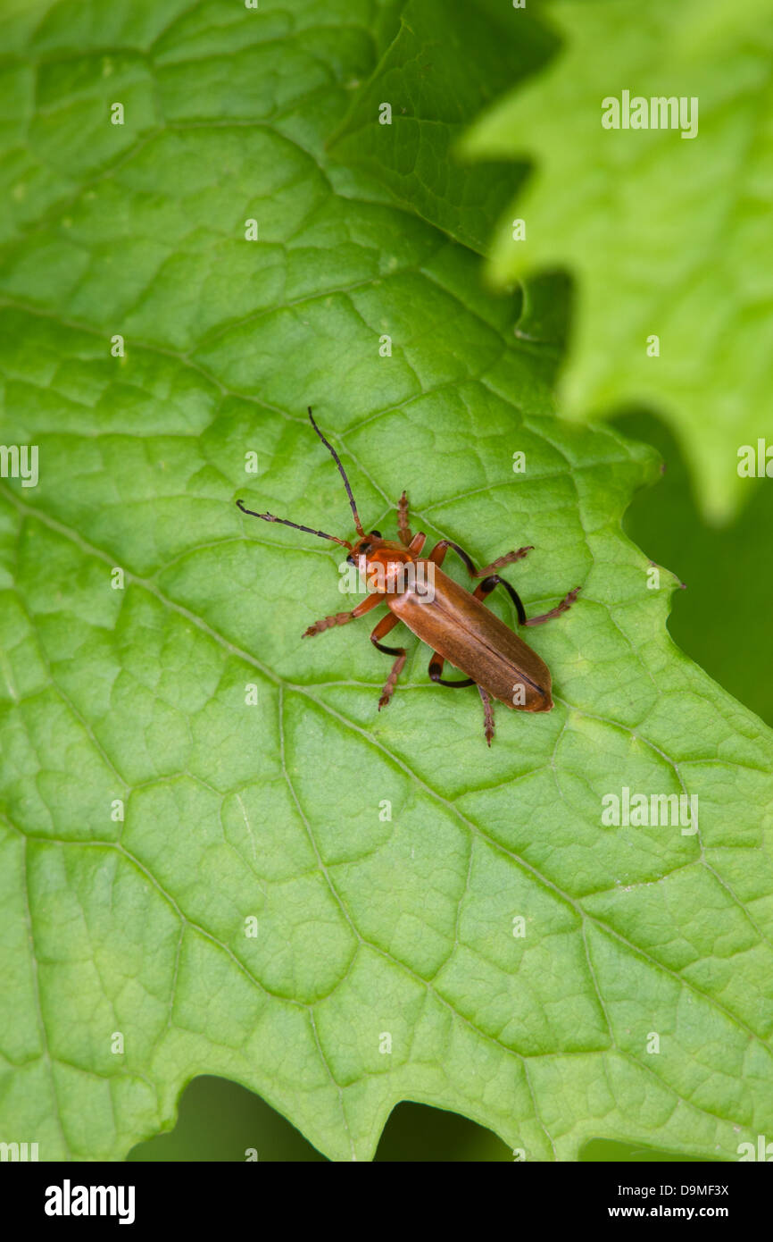 Soldier Beetle Cantharis livida adult beetle at rest on leaf Stock Photo