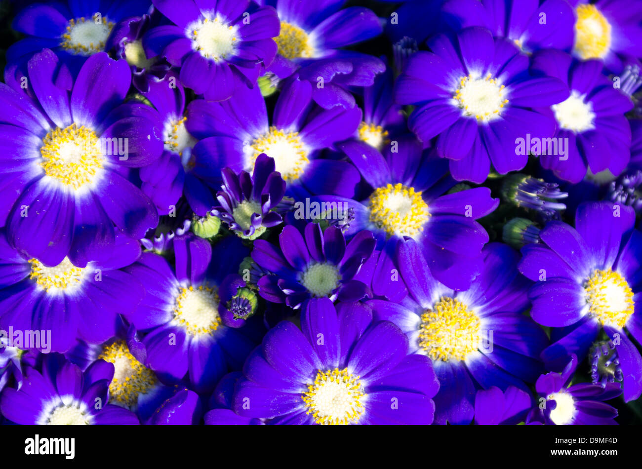 A group of colorful blue cineraria maritima flowers Stock Photo