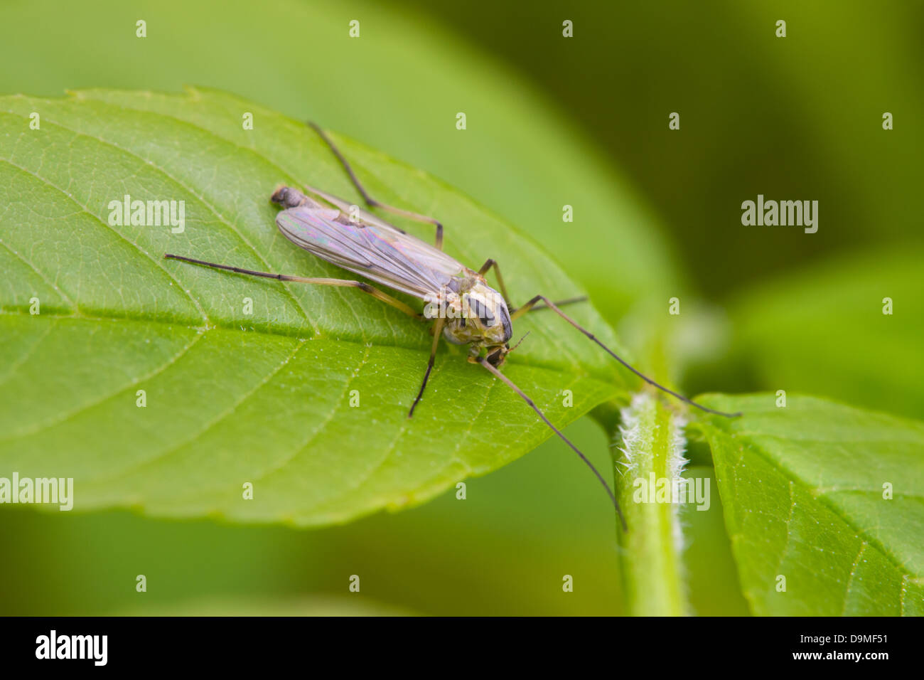 Spotted Crane-fly Neohrotoma appendiculata adult at rest on a leaf Stock Photo