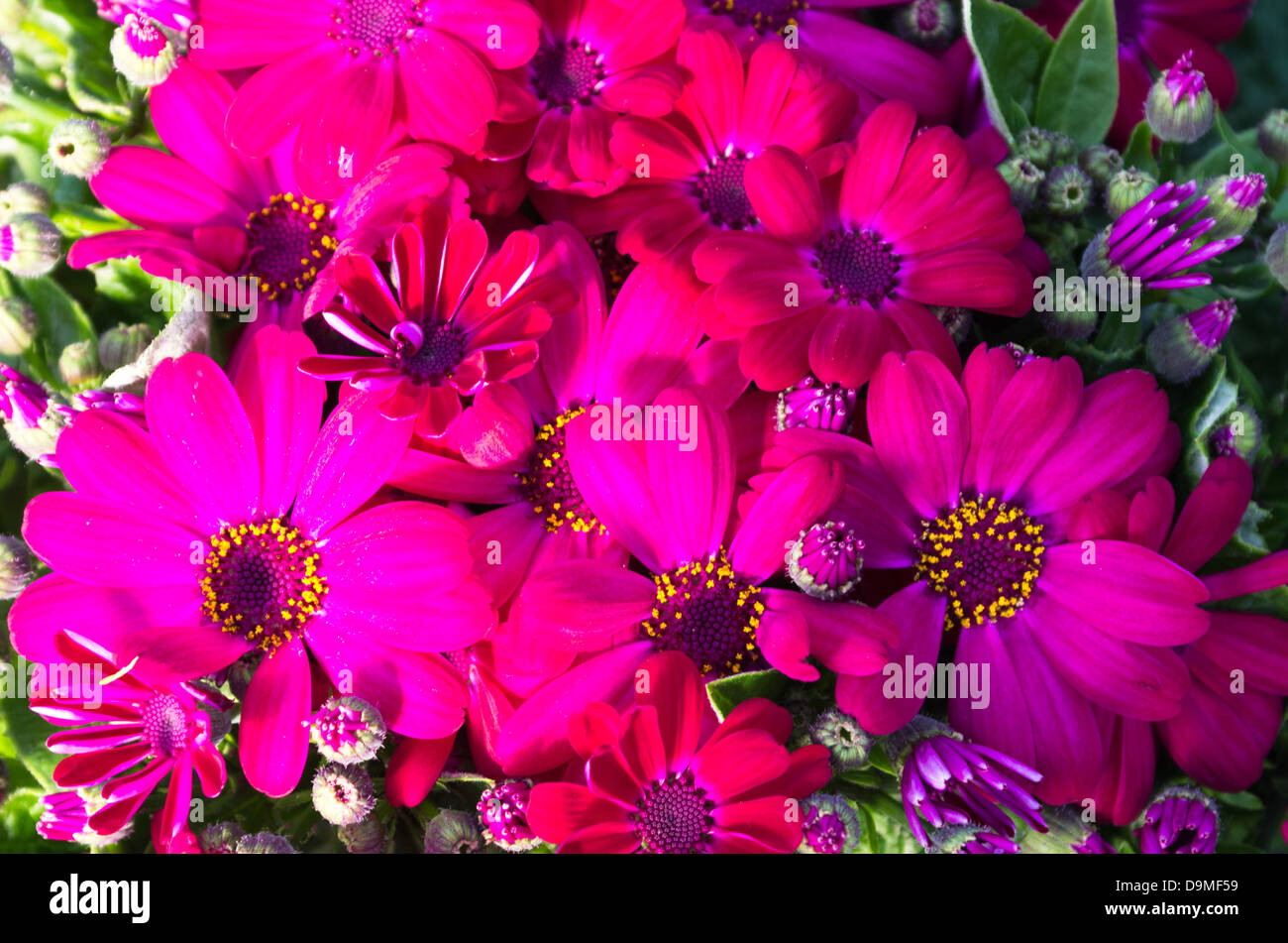 A group of colorful red cineraria maritima flowers Stock Photo