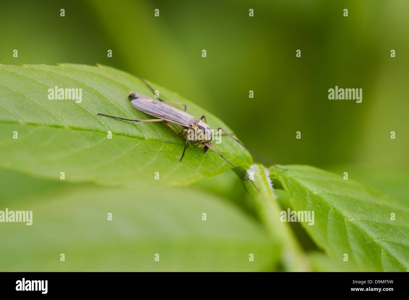 Spotted Crane-fly Nephrotoma appendiculata adult at rest on a leaf Stock Photo