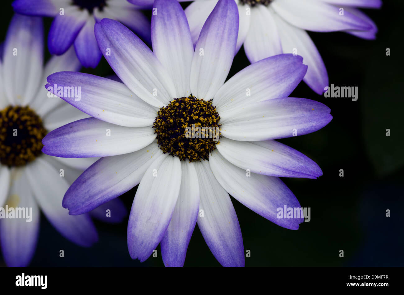 An arrangement of white and blue flowers Stock Photo