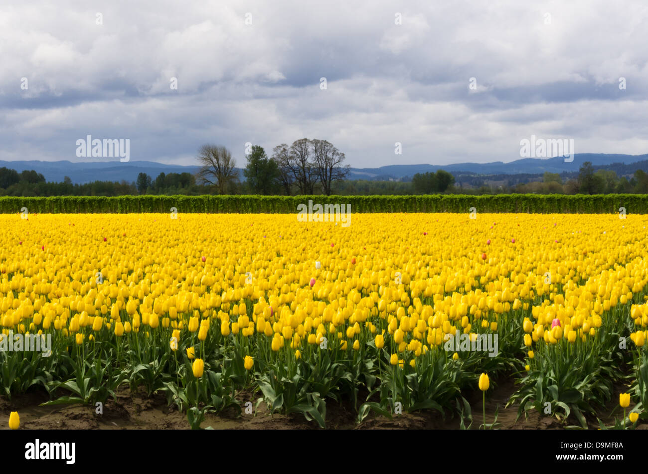 A bright yellow field of tulips under a stormy sky Stock Photo - Alamy